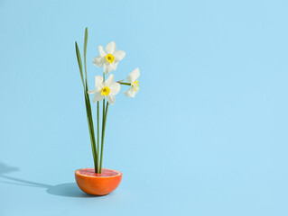 Creative composition with grapefruit and narcissus flowers on color background