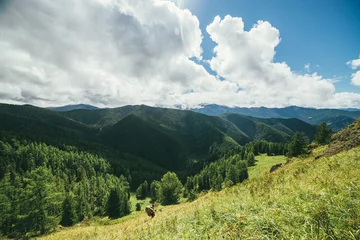 Foto op Canvas Green mountain landscape with backpacker on sunlit grassy mountainside with view to forest valley and high mountains in sunshine under cloudy sky. Mountain vastness with coniferous trees in sunshine. © Daniil