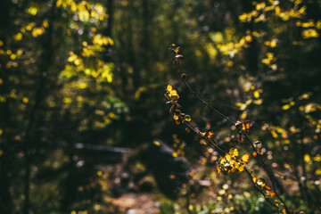 Golden leaves in sunshine on background of autumn forest bokeh. Minimalist nature backdrop with sunlit yellow foliage in fall time. Scenic minimalism in autumn colors. Orange leaves in fall colors.