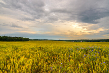 Landscape with a yellow field of ripe rye on sunny evening