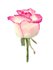 Fototapeta premium Pink rose illustration. Botanical illustration with delicate flower end petals for cards design, invitations, decor, souvenirs