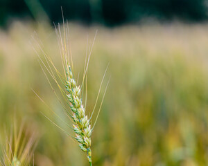 Spikes of ripe rye on the field on sunny day
