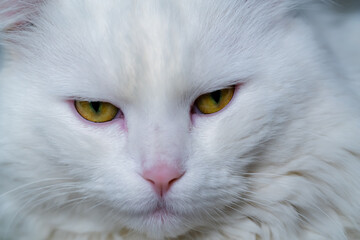 Muzzle of a white domestic cat