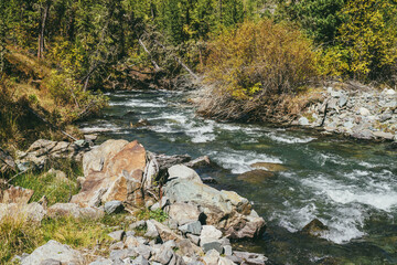 Scenic alpine landscape with mountain river in wild autumn forest in sunshine. Vivid autumn scenery with beautiful river among trees and thickets in sunny day. Mountain brook in woods in fall time.