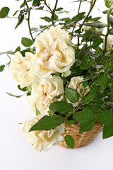 Beautiful roses in pot on white background