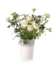 Beautiful roses in pot on white background