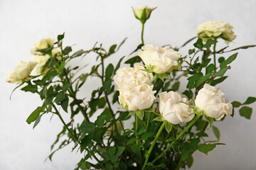 Beautiful roses on white background, closeup