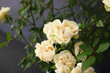 Obraz na płótnie Canvas Beautiful white roses in pot on dark background, closeup