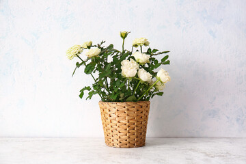 Beautiful white roses in pot on light background