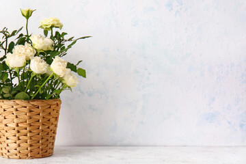 Beautiful white roses in pot on light background