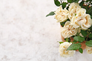 Beautiful white roses in pot on light background