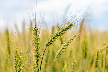 Spikes of ripe rye on the field on sunny day