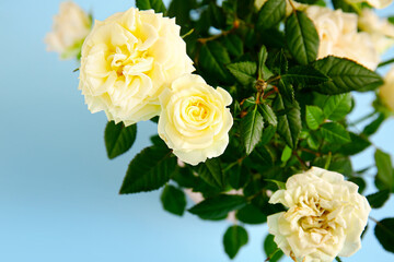 Beautiful white roses on color background, closeup