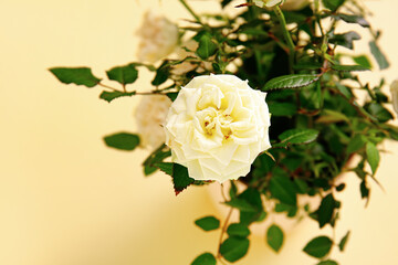 Beautiful white roses on color background, closeup