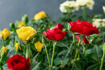 Beautiful roses on dark background, closeup