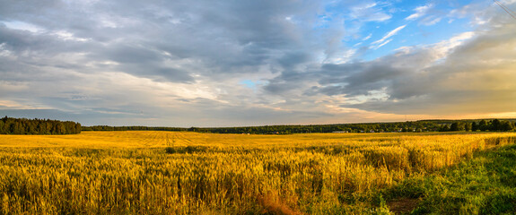 Landscape with a yellow field of ripe rye on sunny evening