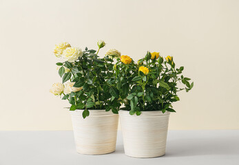 Beautiful roses in pots on white background