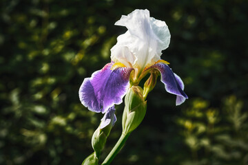 beautiful flowers iris grade Ruffled velvet