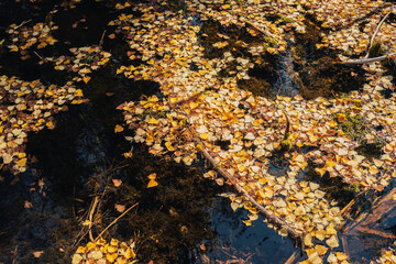 Autumn yellow leaves float in shallow backwater in golden sunshine. Yellow autumn leaves on water surface in gold sunlight. Sunny beautiful nature background with fallen leaves in water. Fall backdrop