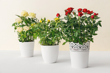 Beautiful roses in pots on white background