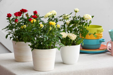 Beautiful roses in pots on dining table