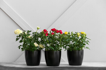 Fototapeta na wymiar Beautiful roses in pots on table near light wall