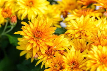 Background of bright orange chrysanthemums that bloomed on flower bed