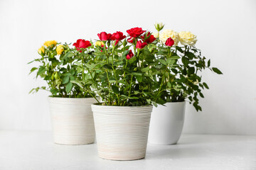 Beautiful roses in pots on table in room
