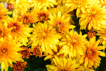 Background of bright orange chrysanthemums that bloomed on flower bed