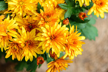 Background of bright orange chrysanthemums that bloomed on flower bed