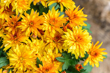 Background of bright orange chrysanthemums that bloomed on flower bed
