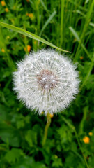 dandelion