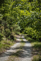 Fototapeta na wymiar road in the woods with dense vegetation, in the Ligurian hinterland at Sassello