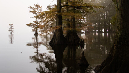 Cypress Trees Reelfoot lake in Tennessee during early morning fog in fall