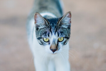 portrait of a cat