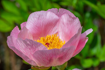 Naklejka premium details of a peony flower - Ann Arbor - Michigan