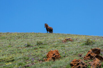 The brown wild horse standin on the green field.