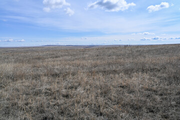 Obraz premium The desert steppes, bushes, grass and cloudy sky. Spring.