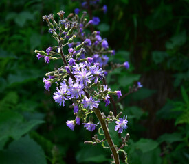 Alpine blue-sow-thistle beside a hiking trail in the High Tatras in Slovakia.