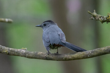 Male Grey Catbird bird in Michigan - USA