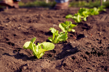 Young lettuce seedlings growing outdoors in a garden