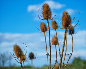 Common teasel (Dipsacus fullonum)