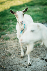 goat on the farm