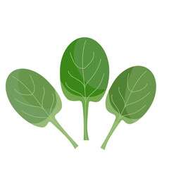 Green spinach, eco vegan food, isolated on white