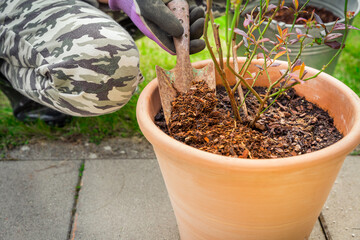 Gardening - Mulching plants with pine bark againts to weeds