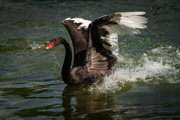 Fototapeta premium Nice black swan sweeming on summer lake with water splashes nature