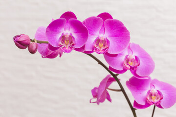 purple orchid on a white background