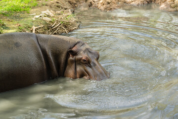 A lone adult hippo stands in the muddy water the lake. Artiodactyl mammal