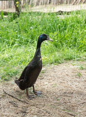 Indian Runner duck-decorative meat eating duck popular with poultry farmers in different countries on green grass
