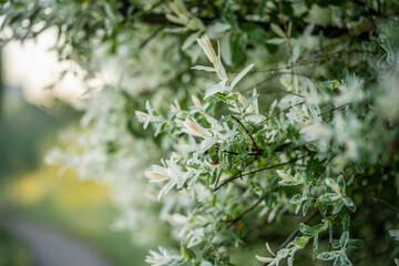 variegated bush, flowering of incredible beauty